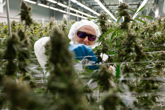 ‘Can I buy marijuana online?’ and more legal weed questions answered ...