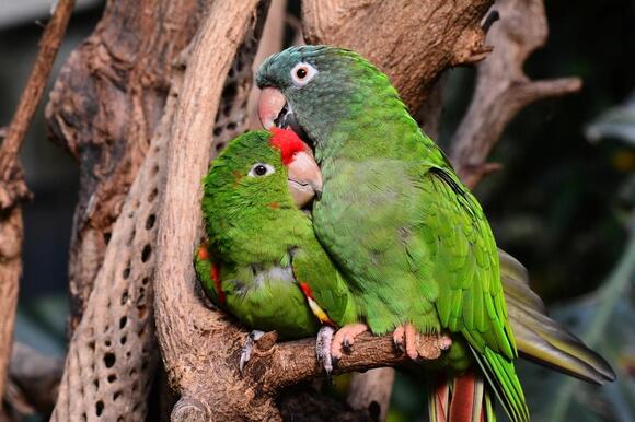 14 Pets That Can Learn Real Tricks Not Just Dogs - NewsBreak