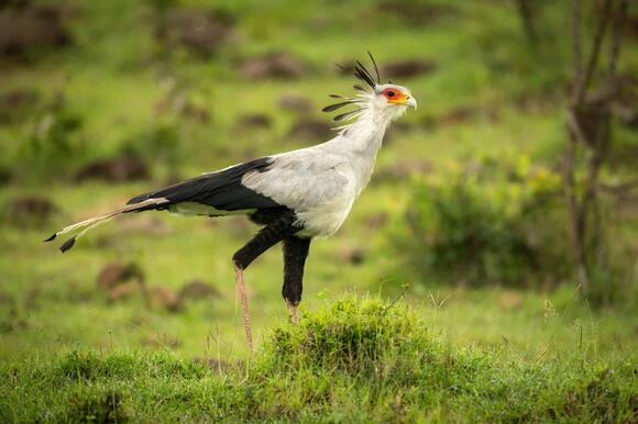 The Secretary Bird A Raptor That Hunts on Foot - NewsBreak