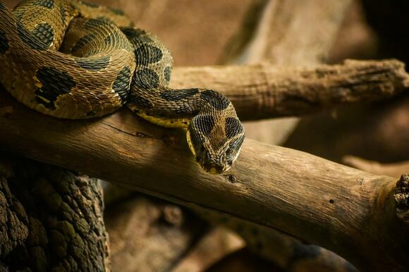 Could Dinosaurs Smell as Well as Modern Snakes? - NewsBreak
