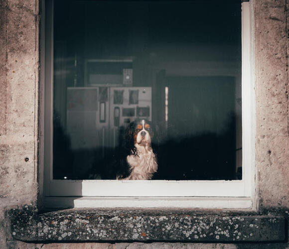 Dogs Who Suddenly Sit on Your Feet Aren’t Necessarily Asking for ...