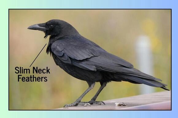 How to Identify Ravens and Crows in Arizona - NewsBreak