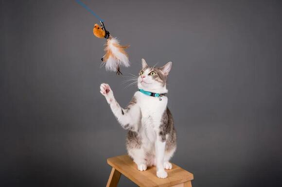 Is Your Cat’s Favorite Toy a Window to Their Wild Ancestry? - NewsBreak