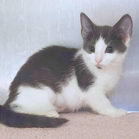🐱 Playful, Shy & Sweet Cats Ready for Adoption in Providence - NewsBreak