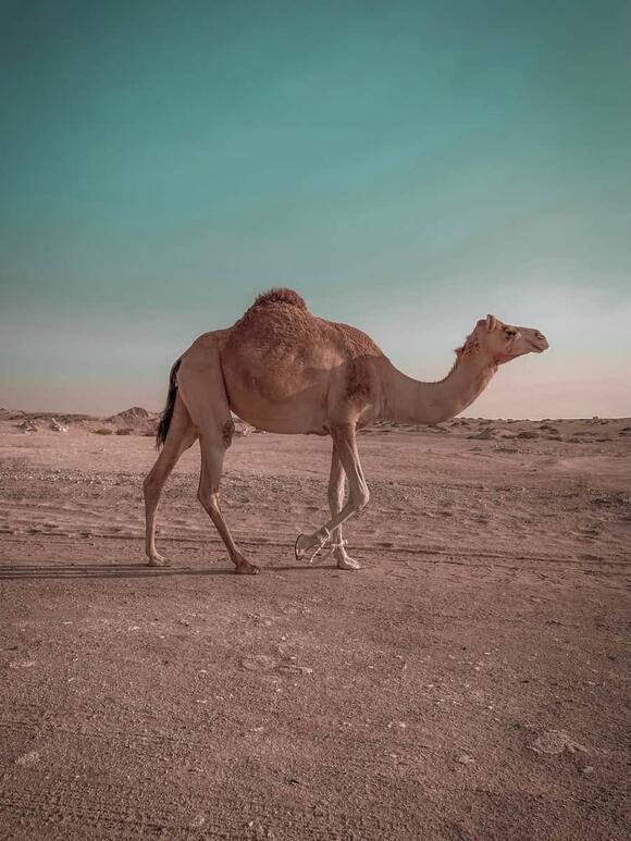 these-animals-can-survive-months-without-drinking-water-newsbreak