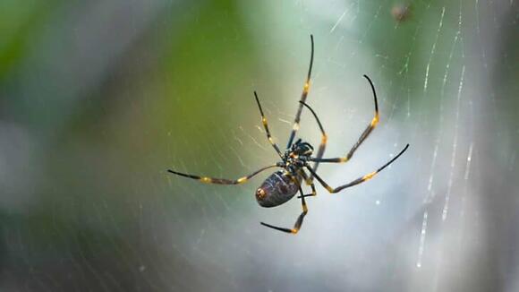 The Spider as a Spirit Animal Weaving Your Own Destiny - NewsBreak