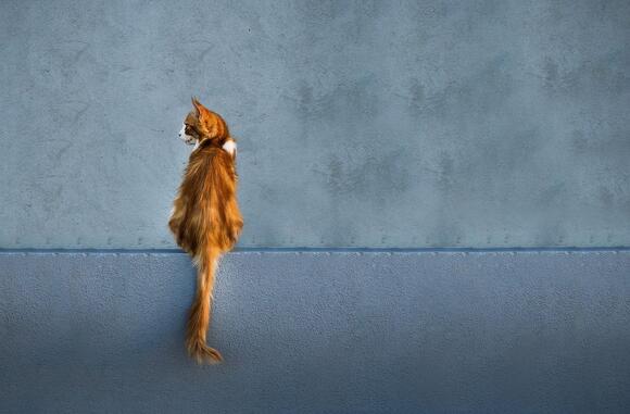7 Cat Behaviors That Indicate Good Health - NewsBreak