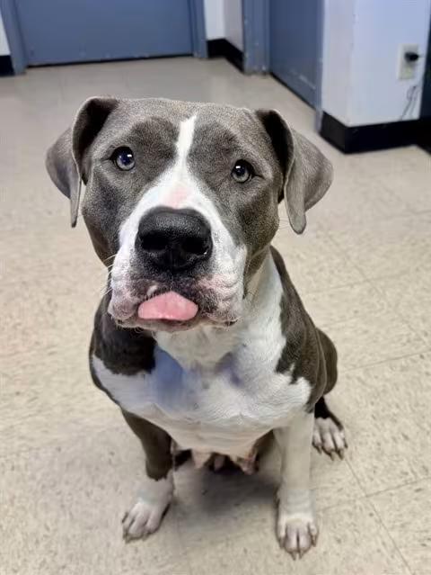 🐶 Playful Olathe Dogs Ready Now for Adoption & Love - NewsBreak