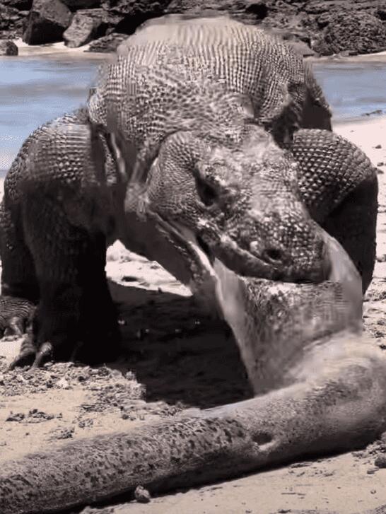 The 12 Most Fearless Creatures in the Animal Kingdom - NewsBreak