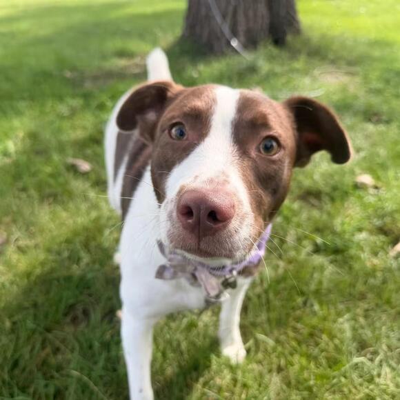 🐶 Playful, Loyal Dogs Ready for Adoption in Chippewa Falls - NewsBreak