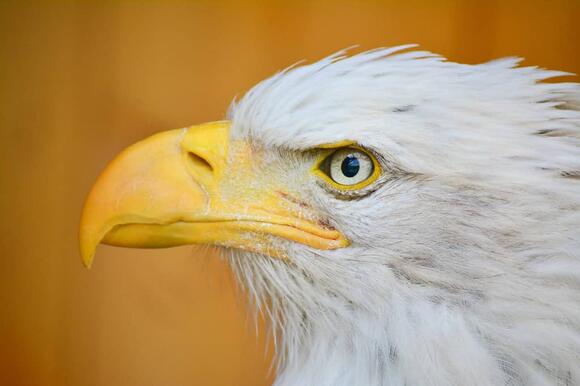 Epic Battles: A Flock of Bald Eagles vs. a Massive Grizzly Bear - NewsBreak