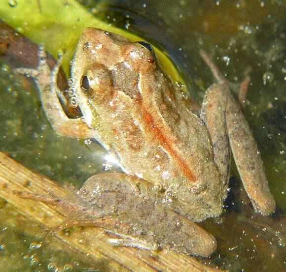 8 Types of Frogs in Houston, Texas: A Backyard Identification Guide ...