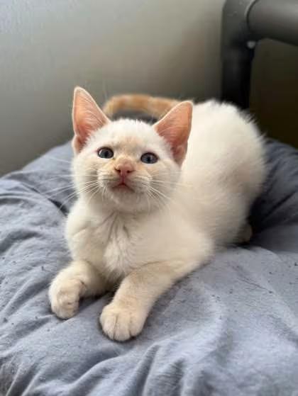 🐱 Sweet Penn Yan Cats and Kittens Ready for Adoption Nearby - NewsBreak