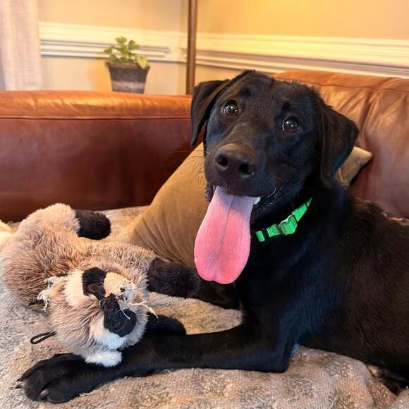 🐶 Playful Labrador Mix Dogs Ready for Adoption in Apex, NC - NewsBreak