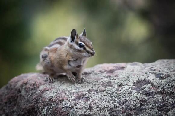 Types of Chipmunks in Michigan and How to Identify Them - NewsBreak