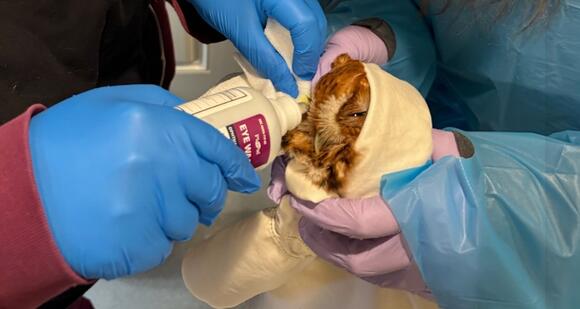 Injured Eastern Screech Owl Begins Recovery After Blue Jay Attack ...