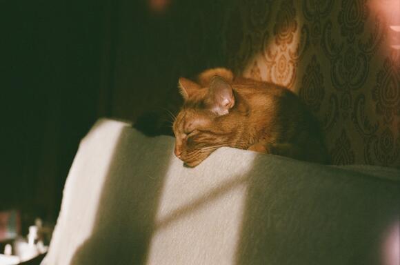 Picture of How to Be a Gentle Anchor for a High-Anxiety Cat - NewsBreak