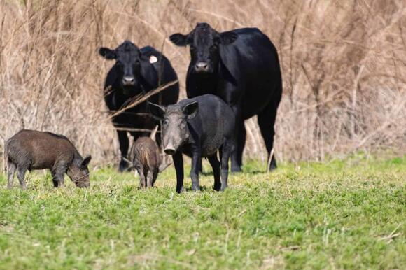 Feral Hogs in Arizona: Where Do They Roam and Are They Dangerous ...