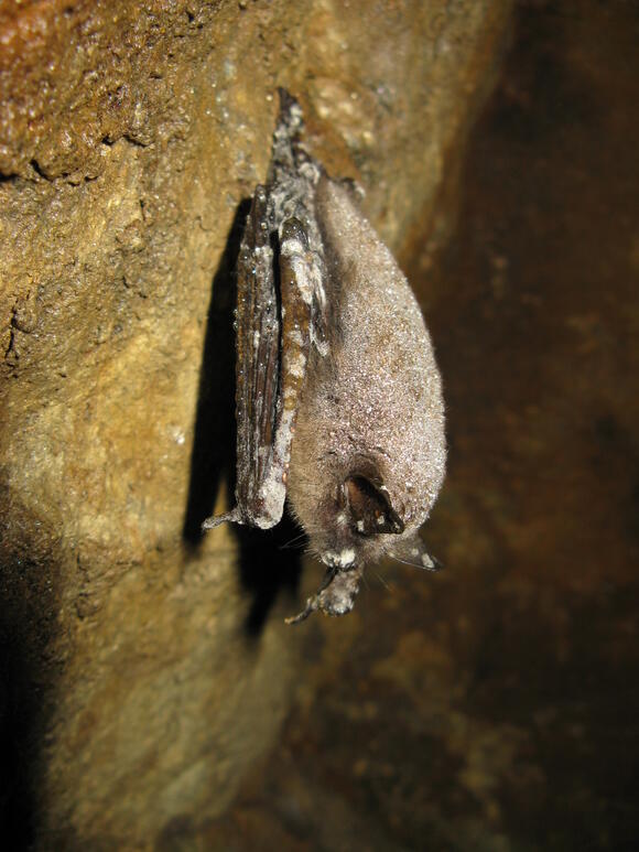 Vermont experts say bats need our help. How do we get over our fear of ...