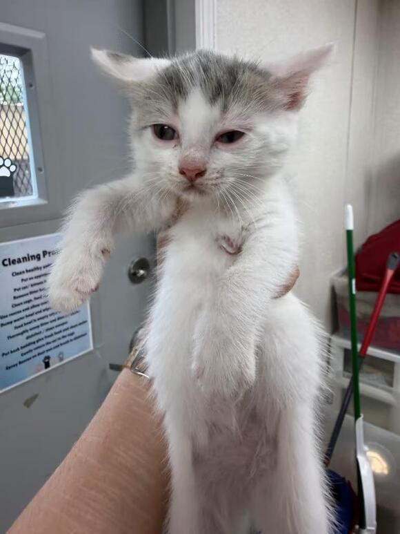 🐱 Fairy-Tale Cats Waiting for Adoption in Pomona, NY - NewsBreak