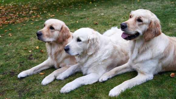 10 Dog Breeds That Smile Back in Photos - NewsBreak