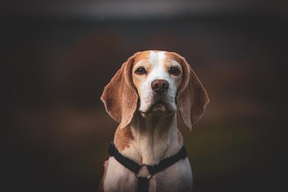 8 Essential Care Tips for Your Beagle to Live a Long Healthy Life ...