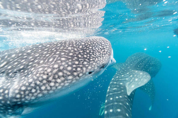 9 Ocean Giants That Feed on Some of the Smallest Animals on Earth ...