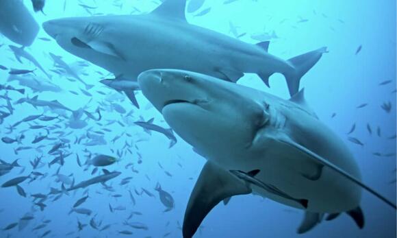 Scientists Confirm Sharks Travel More than 1,000 Miles up the ...