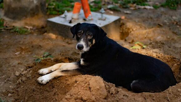 What is Nesting Behavior in Dogs: Understanding Their Natural Instincts