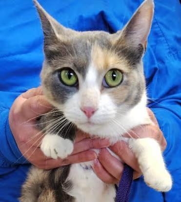 🐱 Friendly, Playful & Independent Cats Ready for Adoption in Kansas ...