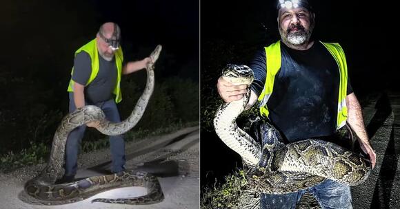 The Largest Python Ever Captured in Florida’s Everglades - NewsBreak