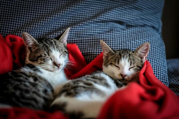 Beautiful view of Feline Anxiety Treatment For Multi-Cat Households