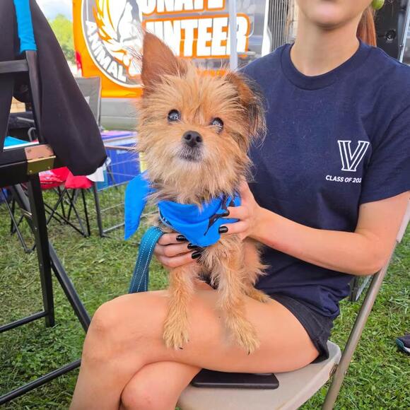🐶 Gentle, Quirky & Loyal Dogs Ready for Adoption in Chester Springs ...