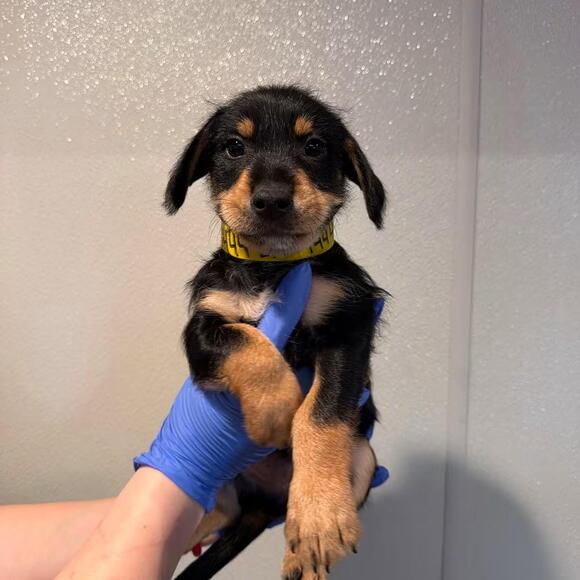 🐶 Playful Pups and Gentle Dogs Ready for Adoption in Pomona - NewsBreak