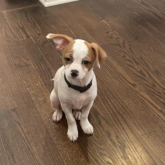 🐶 Gentle Chihuahuas & a Boxer Mix Ready for Adoption in Brookhaven ...