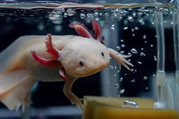 want-an-axolotl-as-a-pet-here-s-why-you-might-want-to-think-twice