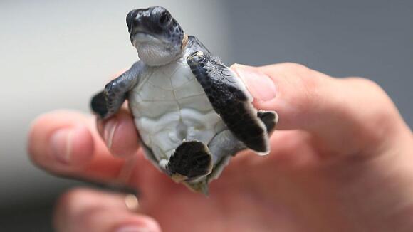 Florida man known as 'Lizard King' gets jail time for illegal turtle ...