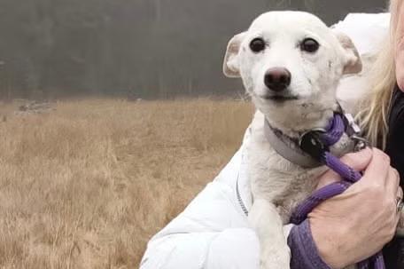 Family told their dog was likely dead after vanishing in Yellowstone ...