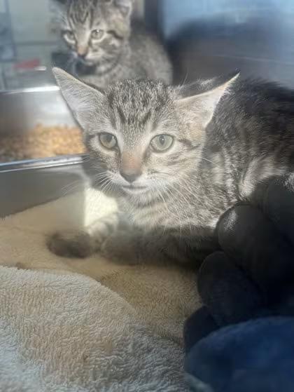 🐱 Playful, Sweet & Silly Cats Ready for Adoption in Carrollton - NewsBreak