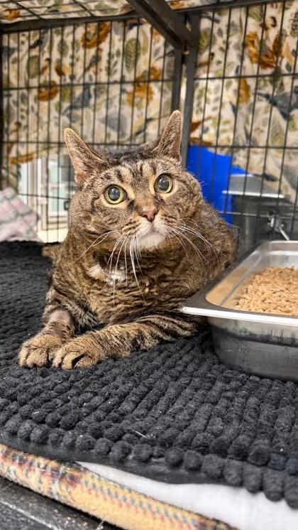 🐱 Playful, Gentle & Senior Cats Ready for Adoption in Blackwood - NewsBreak