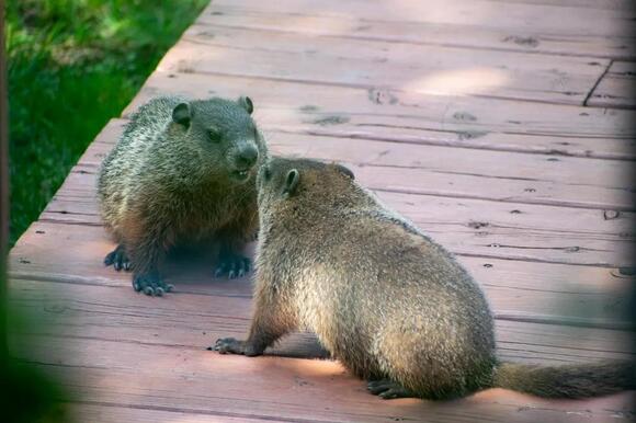 What Do You Call a Group of Beavers? The Answer Is More Wholesome Than ...