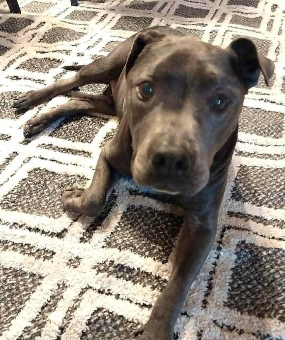 🐶 Playful, Gentle & Senior Dogs Ready for Adoption in Sanford - NewsBreak