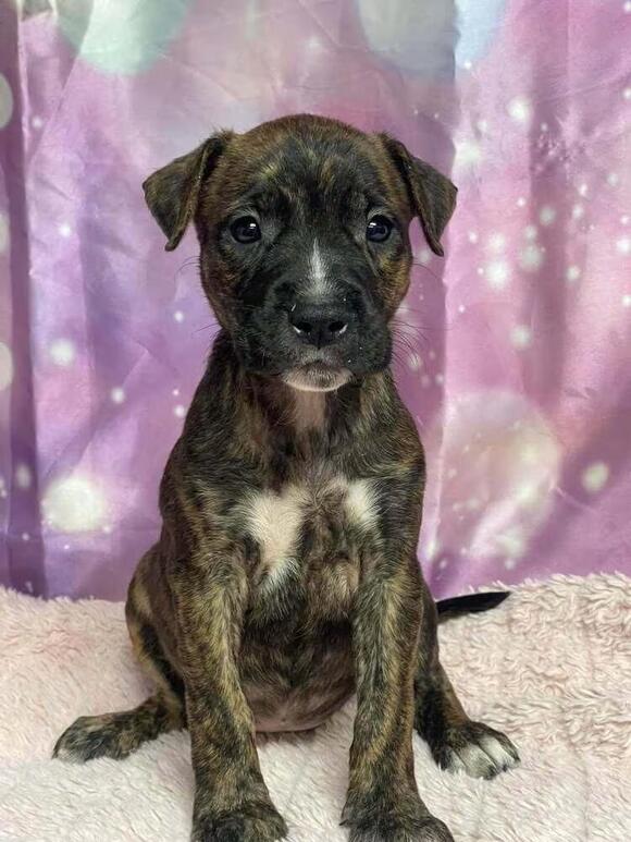 🐶 Playful, Gentle & Loyal Dogs Ready for Adoption in Littleton - NewsBreak