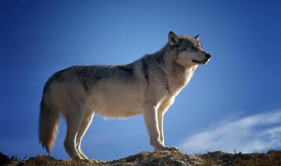 Why Michigan’s Wolves Are Expanding Beyond Their Protected Areas ...
