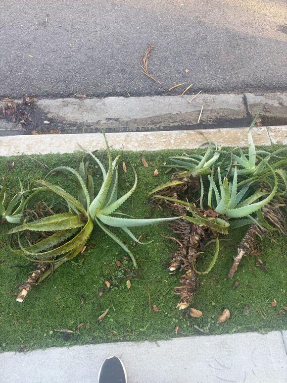 🎁 Free Finds in Manhattan Beach — Garden Gear & More - NewsBreak