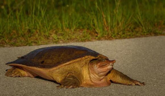 Wildlife Science Says Some Turtles Can Absorb Oxygen Through ...