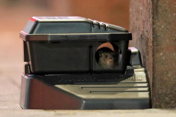Dozens of Los Angeles County restaurants closed due to vermin, sewage ...