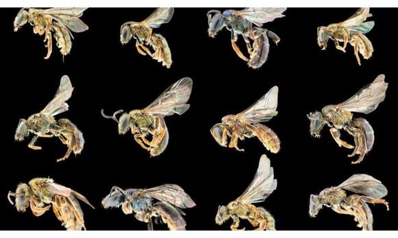 How many bee species exist? New global count puts the total near 26,000 ...