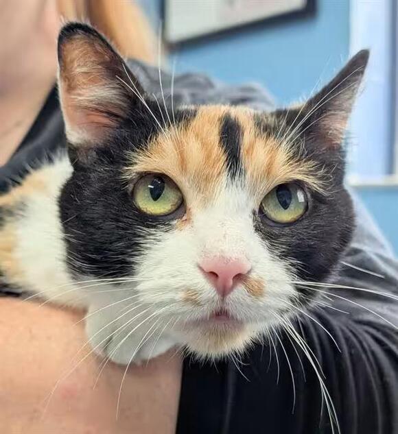🐱 Sweet Shelter Cats Ready for Adoption in Canfield, Ohio - NewsBreak