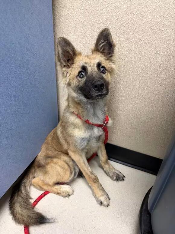 🐶 Playful San Luis Obispo Dogs Ready to Join Your Family - NewsBreak